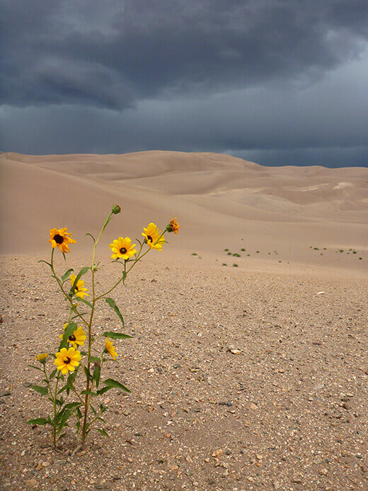 Desert sunflower in the dunes