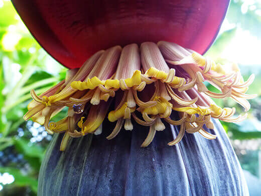 Flowers on banana heart