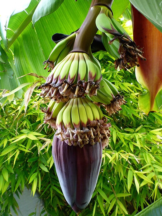 Banana flowers forming into fruit
