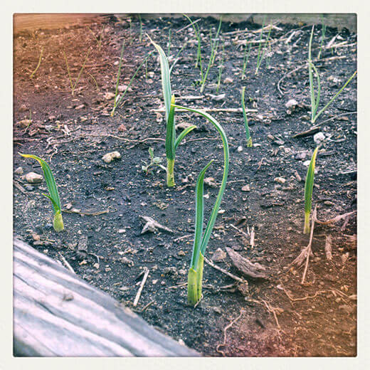 Onions and garlic starting to sprout
