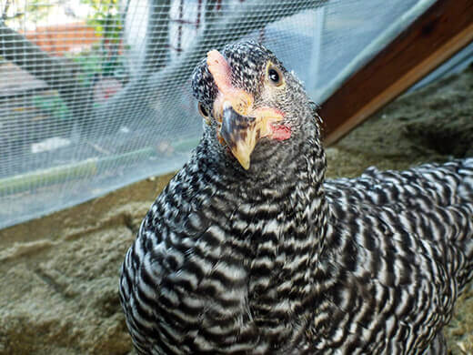 Backyard Chickens: Meet Kimora