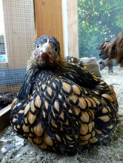 Backyard Chickens: Meet Iman