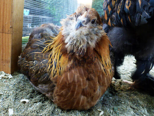 Gisele the Easter Egger chicken
