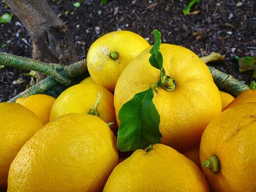 Winter lemon harvest
