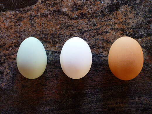 Homegrown versus store-bought eggs