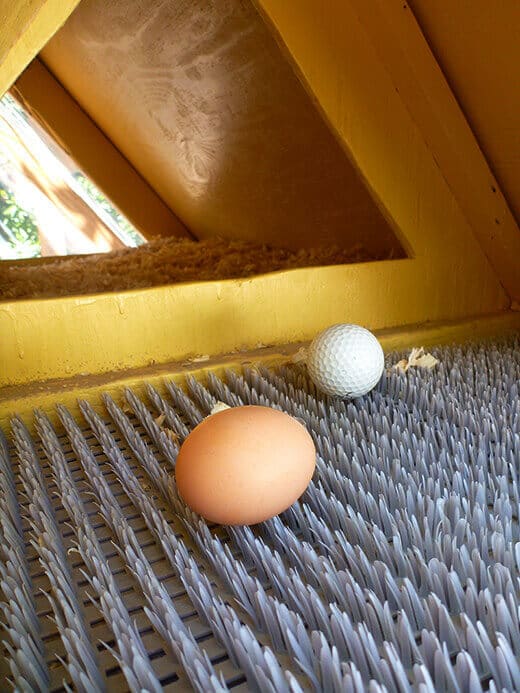 A freshly laid brown egg