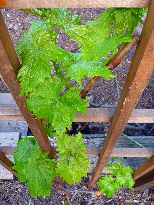 New leaves on grapevines