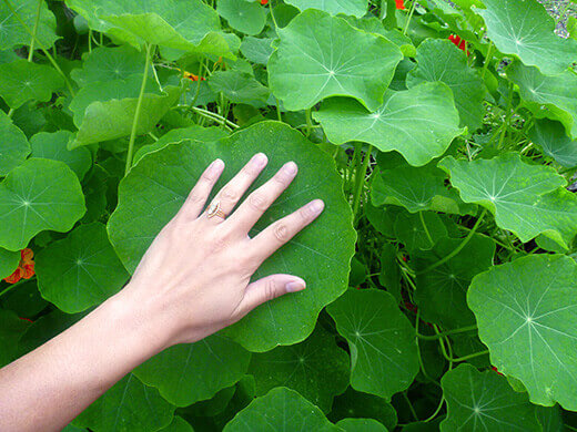 Giant nasturtium leaf