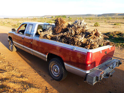 Truck full of yuccas