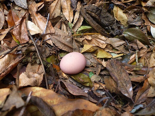 A pink-tinted egg from my Cochin