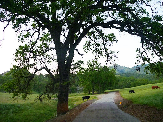 Cows in a field of oak trees