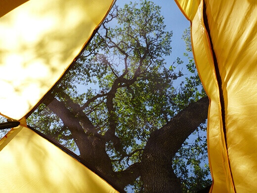Waking up to oaks above my tent