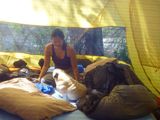 Waking up with pugs in the tent
