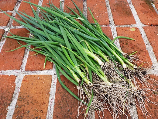 How to Grow Green Onions… Without Dirt