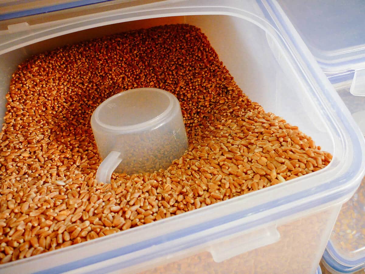 Whole grains stored in airtight bins for homemade chicken feed