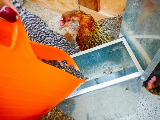 Refilling the chicken feeder with homemade whole grain feed