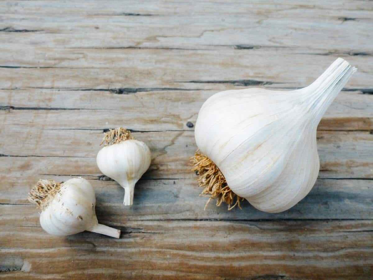 World's smallest garlic