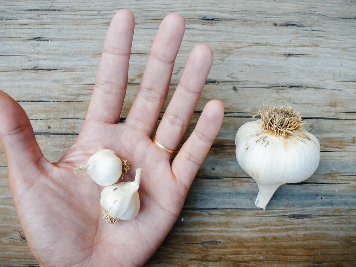 Tiny Siciliano artichoke garlic