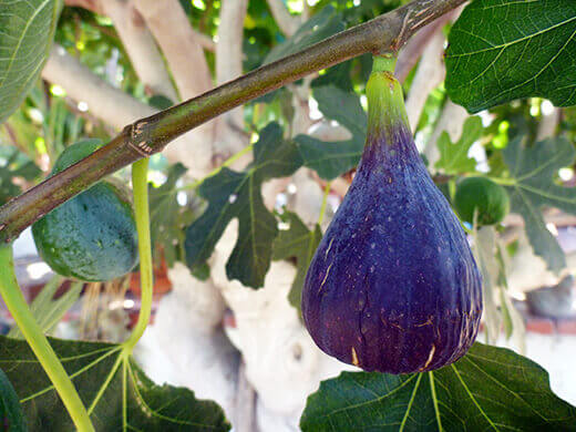 First ripe fig of the season