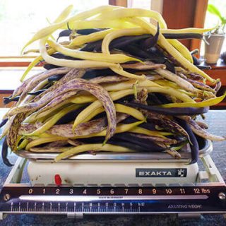 Weighing out beans on a vintage scale