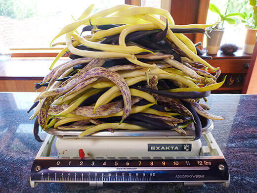 Weighing out beans on a vintage scale