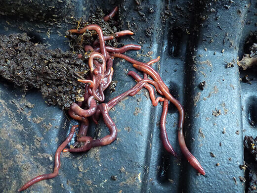 Red wiggler worms in my regular compost bin