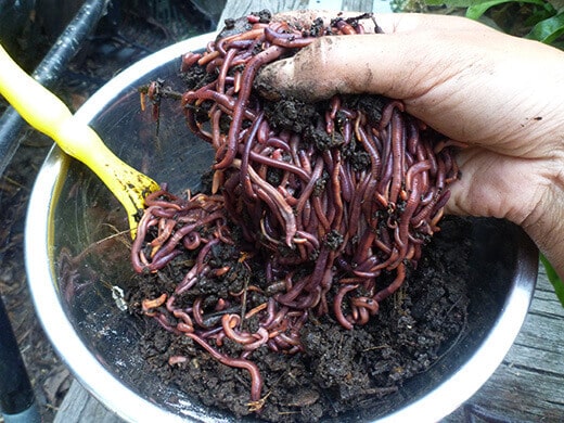 A pound of red wiggler worms