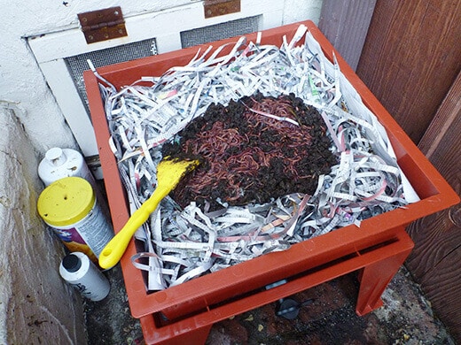 Add worms to the vermicomposting bin