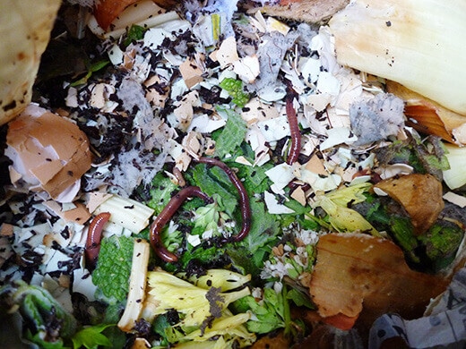 Worms working through the food scraps