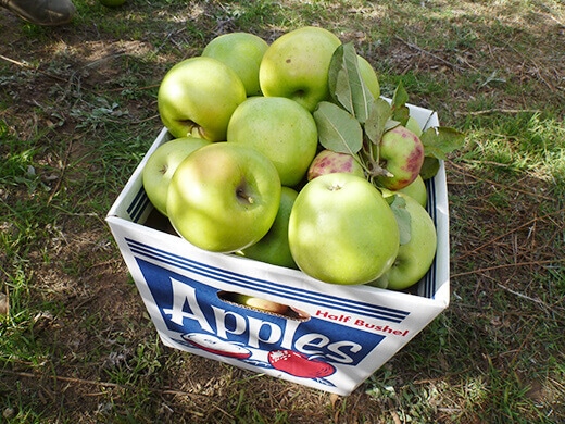 A half bushel of freshly picked apples