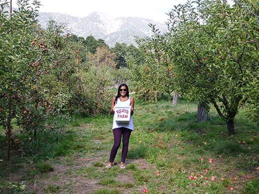 U-pick apple orchard