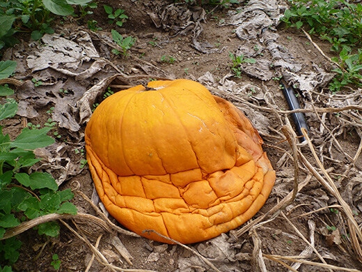 Deflated pumpkin