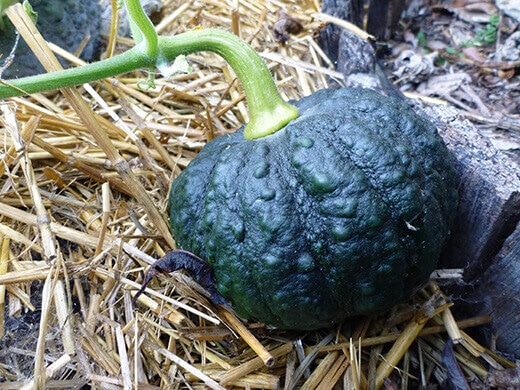 Young Black Futsu squash in the green stage