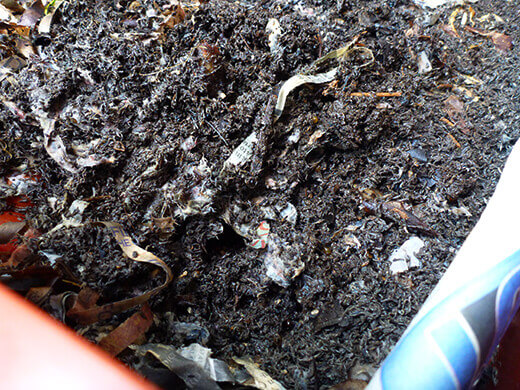 Processed compost in the worm bin