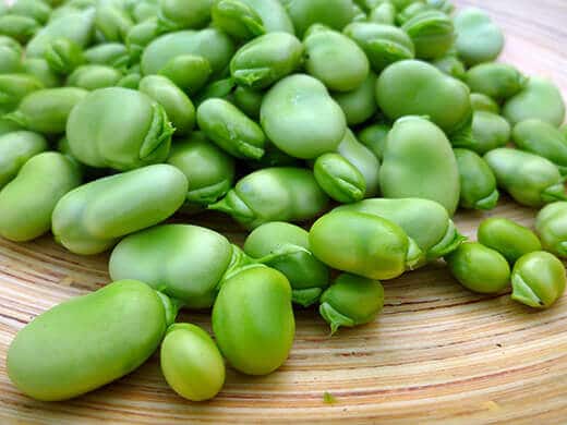 Growing, Harvesting and Shelling Fava Beans