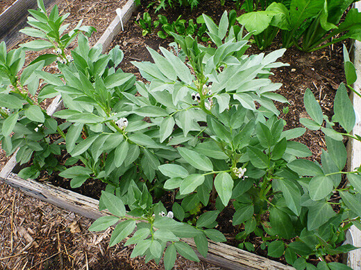 Fava leaves are edible