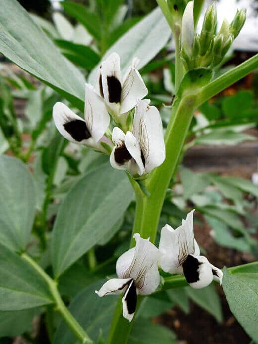 Beautiful fava flowers are reminiscent of orchids