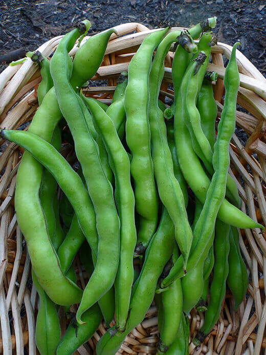 Winter harvest of broad beans