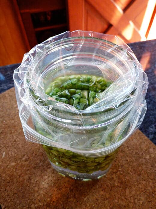 Place a zip-top bag over the rim and down into the jar to submerge the seeds