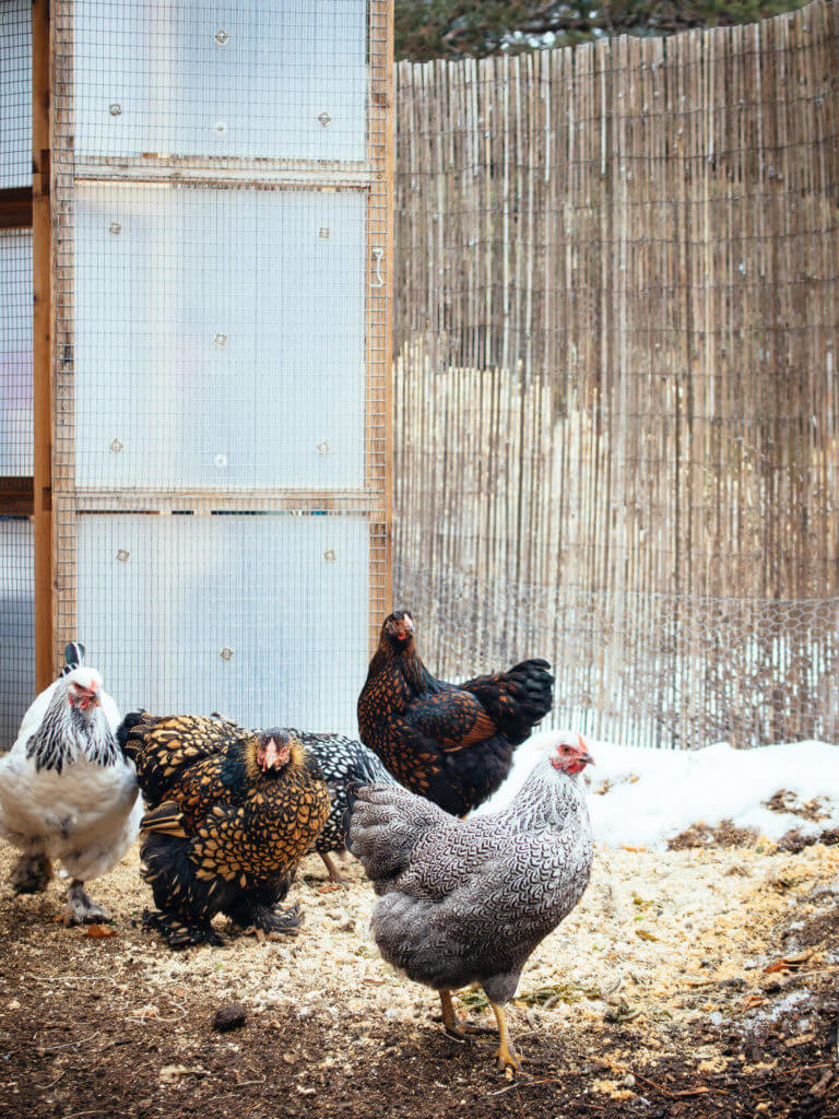 7 Easy Essential Tips to Keep Your Chickens Healthy Through Winter