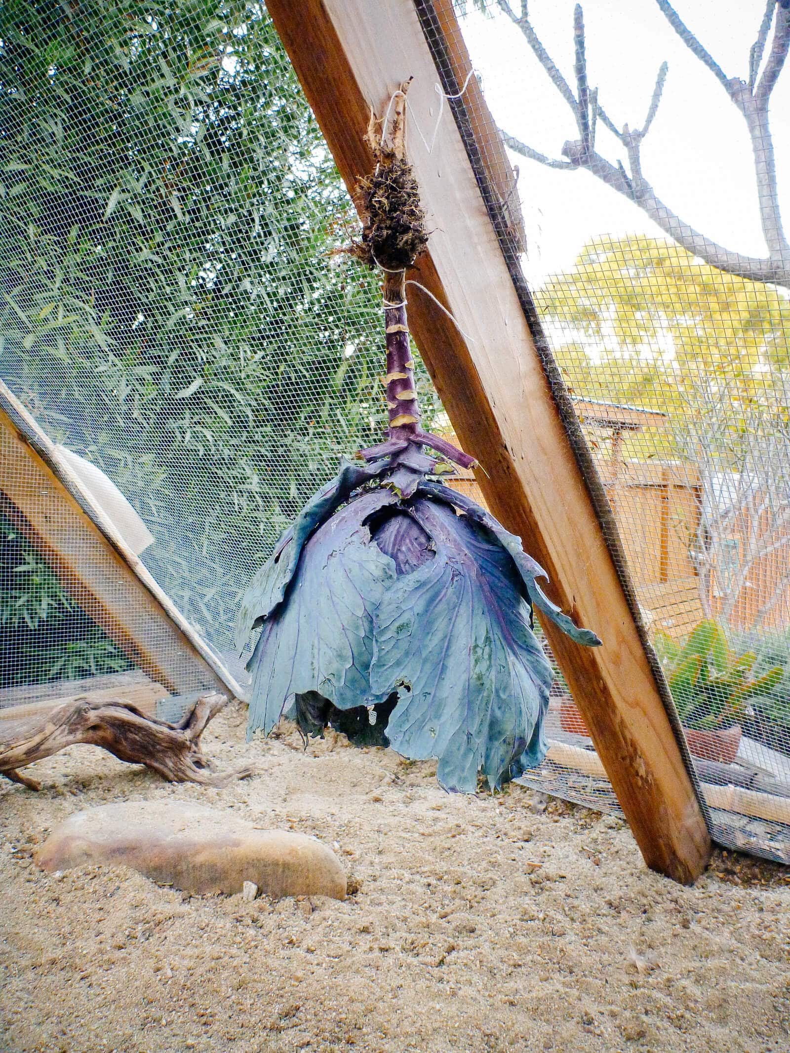 Hang a cabbage pinata to help your hens beat winter boredom