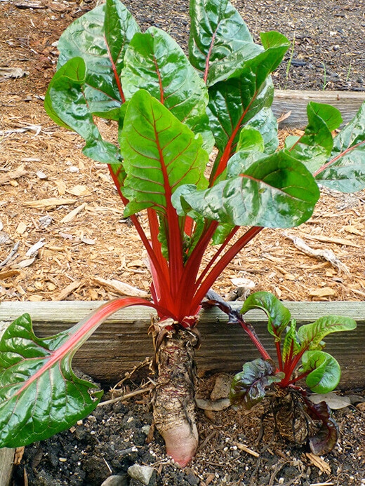 Chard plant in its second year