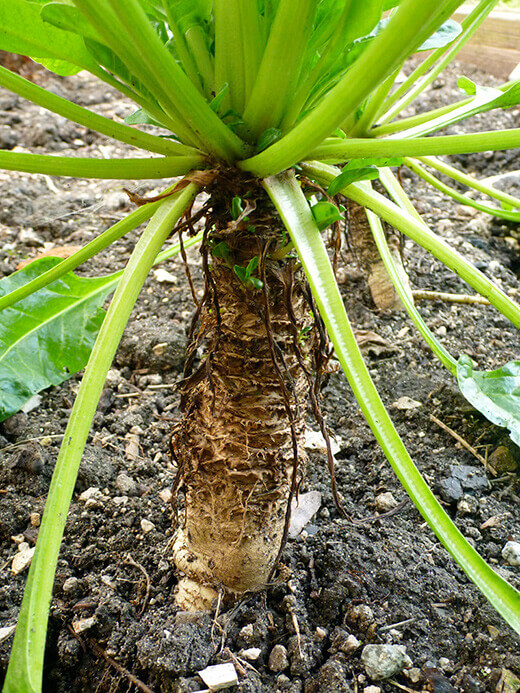 Chard root in its second year