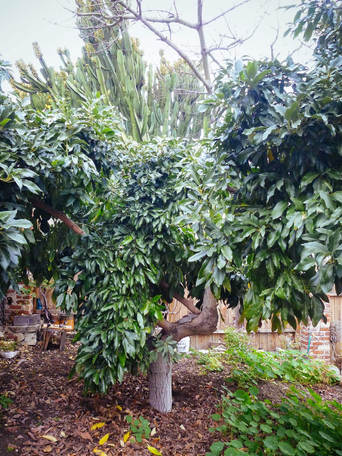 Mature avocado tree
