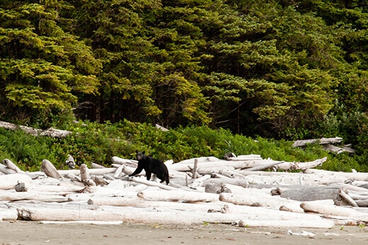 Bear sighting in the Pacific Rim National Park Preserve