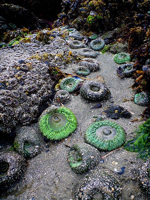 Sea anemones in the Clayoquot Sound Biosphere Reserve.