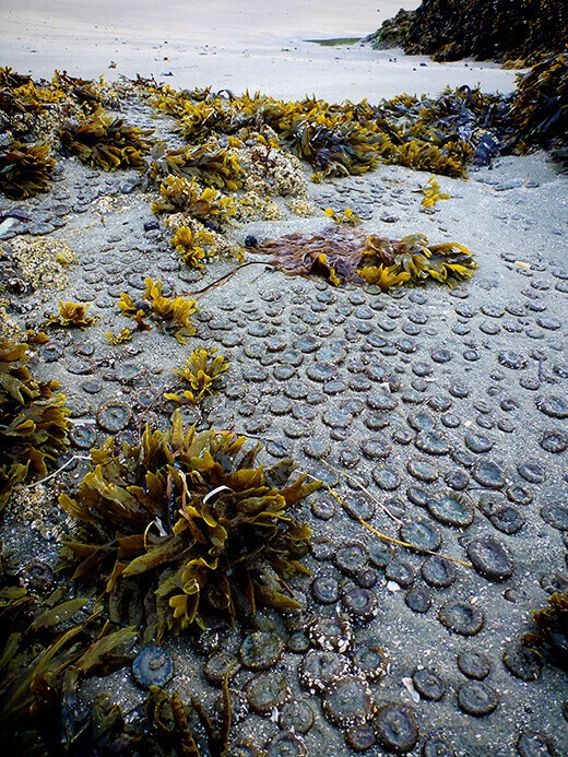A colony of sea anemones.