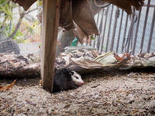 Baby opossum hiding in our chicken coop