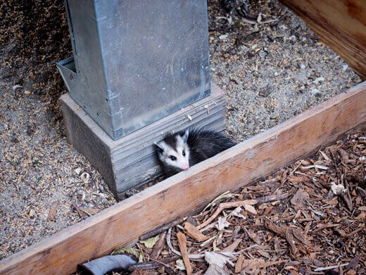 Baby opossum in the chicken coop