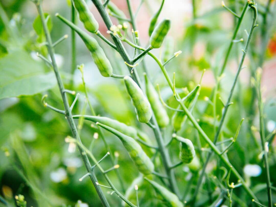 You Can Eat The Seed Pods On Your Radish Plants—heres How Garden Betty 9768